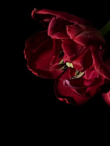 �������� �������� 