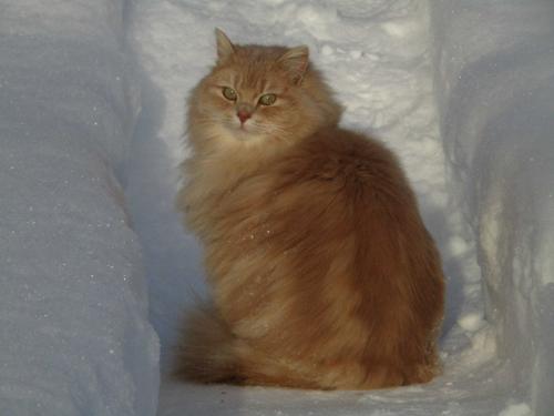 ������ ������ � ����