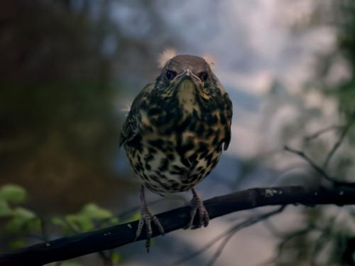 ��������� �����