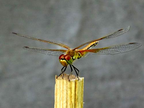 ��������.