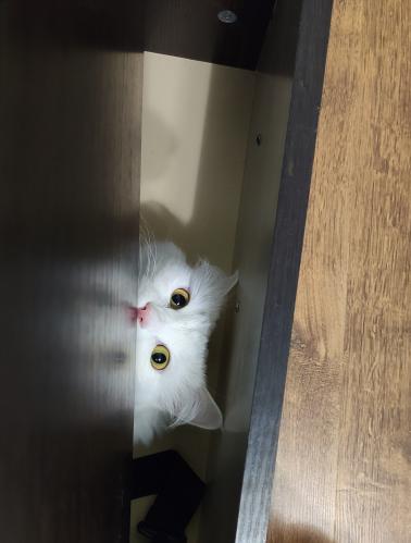 � ���������� ) 