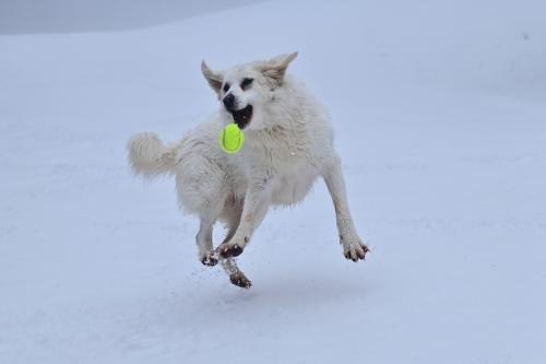 ����������� ����� 