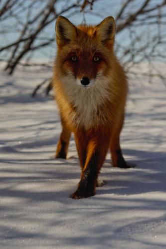 ����� �������