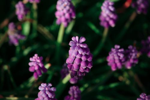 ���������� ��������: 