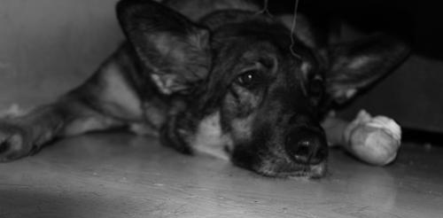 ������ ��