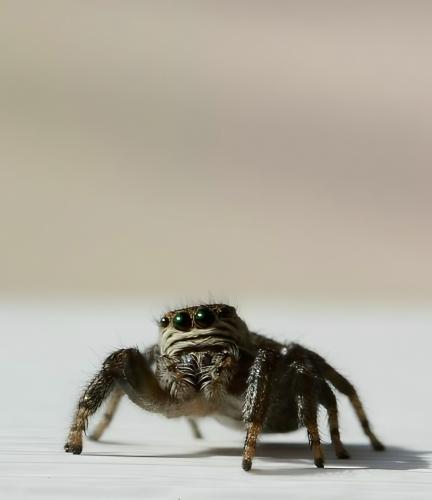 ���������.