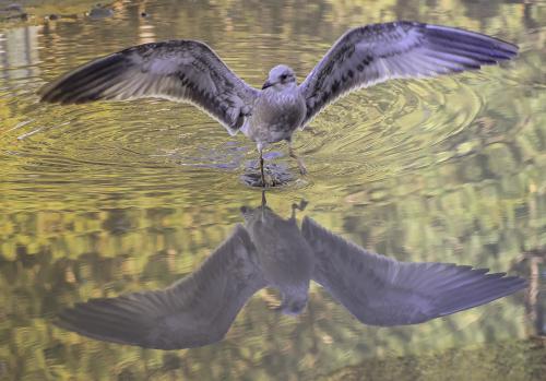 ����� ������� ��� ���������� ������