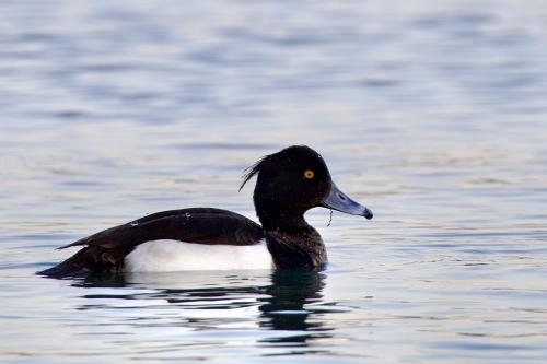 �������� �������