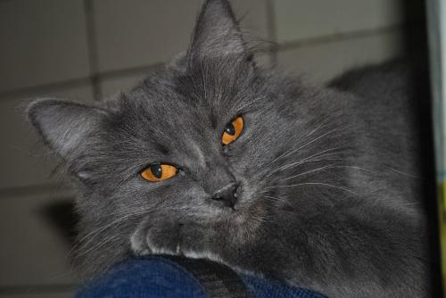 �����  ������� ��������