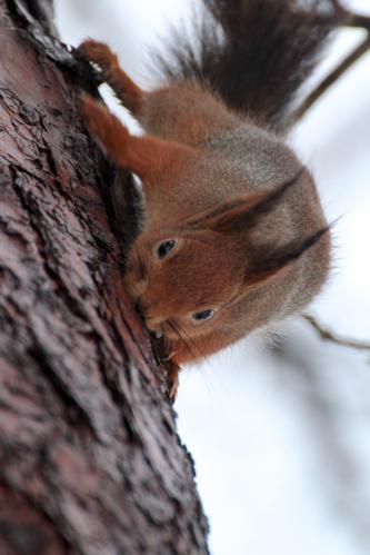 ��� ��������? 