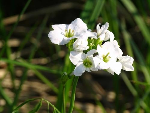 ��������� �������