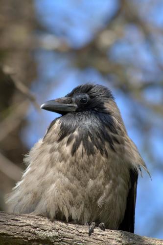 ������ ������������