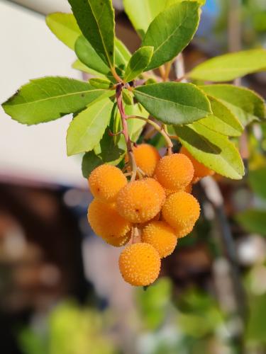 ����������� �������������