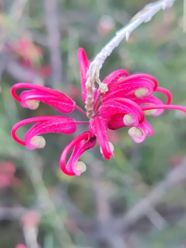 �������� (��������� ����������������)