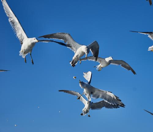 ��� �����!