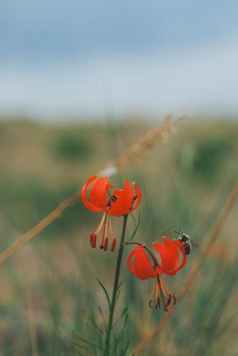 ��������� ����