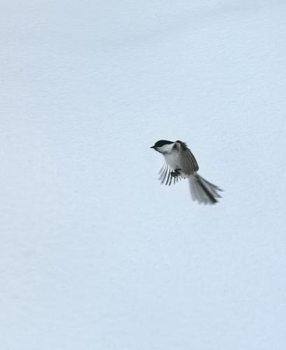 � ������