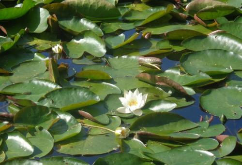 ������� �����