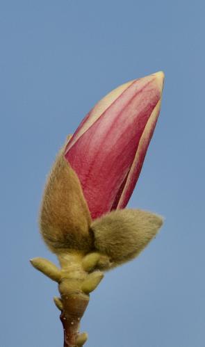 ����� ��������