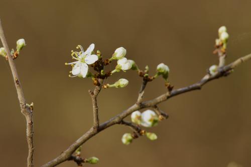 ����� ��������