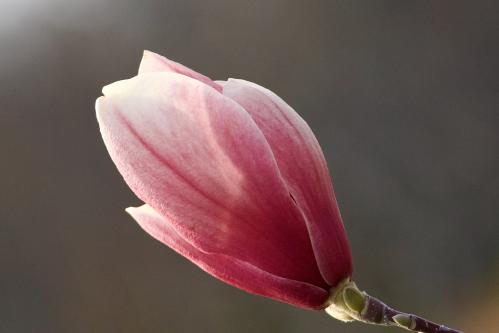 ������ ��������