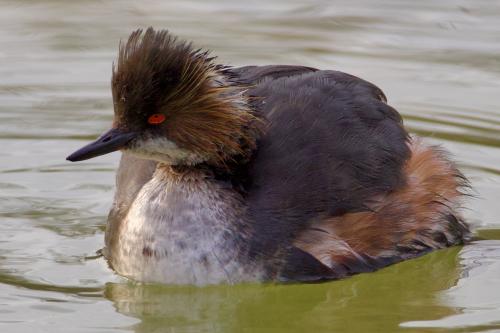 ����������� �������