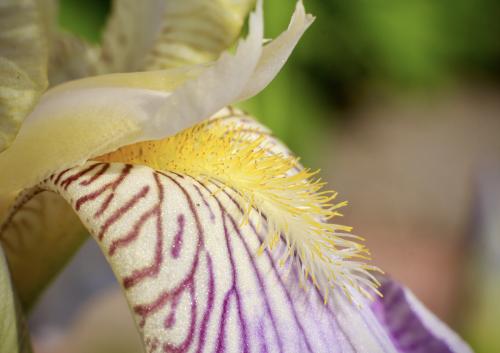 ������� �����