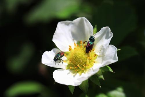 �������� �������� 