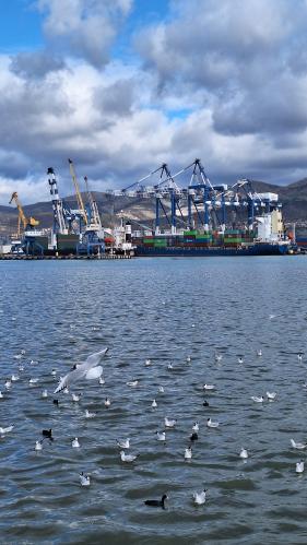 ������ ����