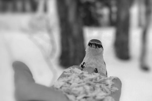 ���������))