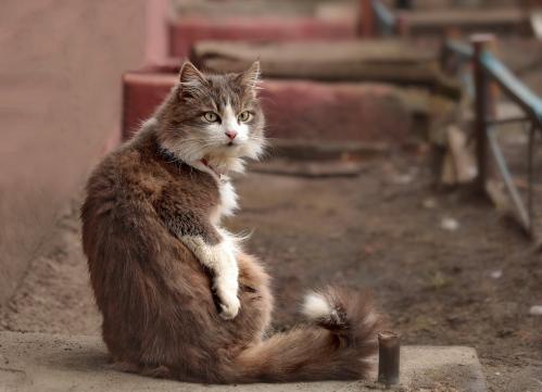 ���� ��������. 