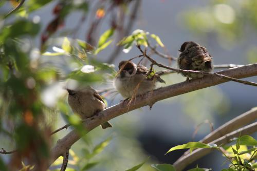 �����, ����� �� ����� ))