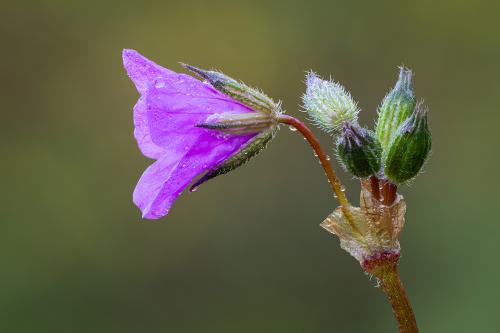 �������(Erodium).