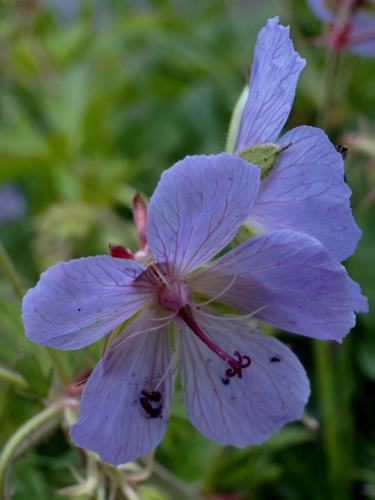 ������� ���������� 