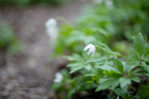 ��������� ���������