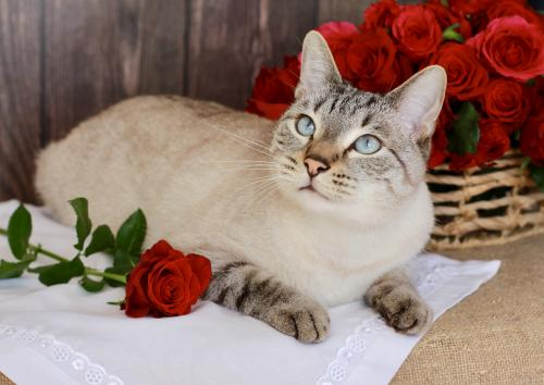 ���������� ��������: 