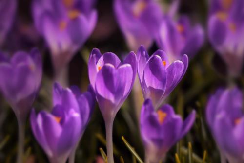 ��� ��������. 