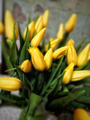 Ƹ���� ��������