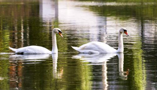 A Swans