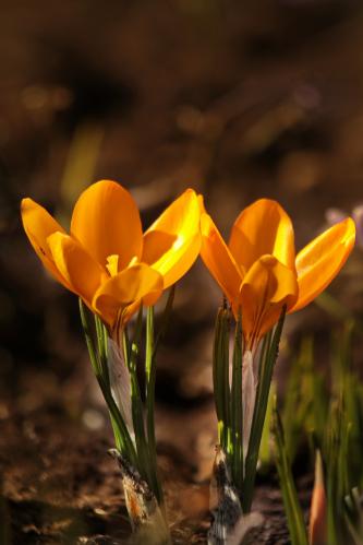 Ƹ���� �������. 