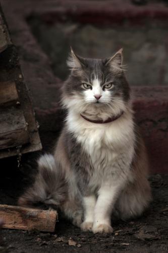 ���� ��������. 