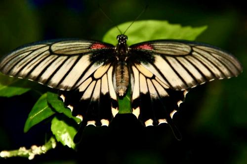 ������� ������� 