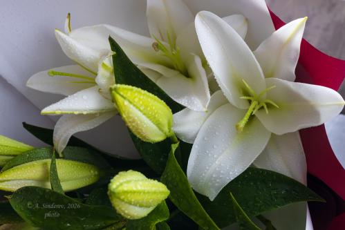 ����� �����