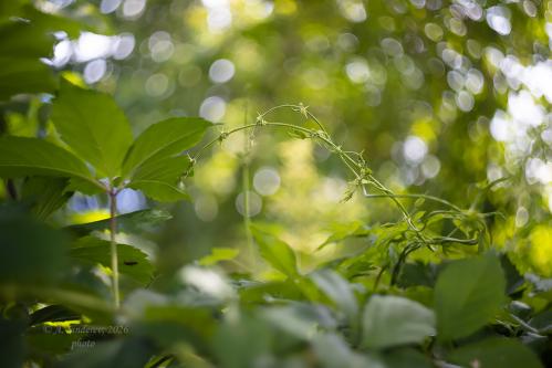 �����(�������) �������� ������