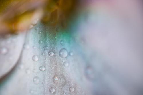 ��� ����� 