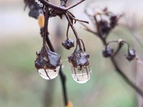 � ���������