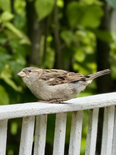 ���������� ��������: ����������� 