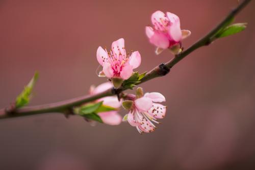 �������� ����������� ������