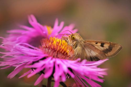 ��������� � ����������. 