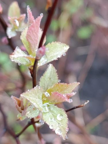 ����� �����